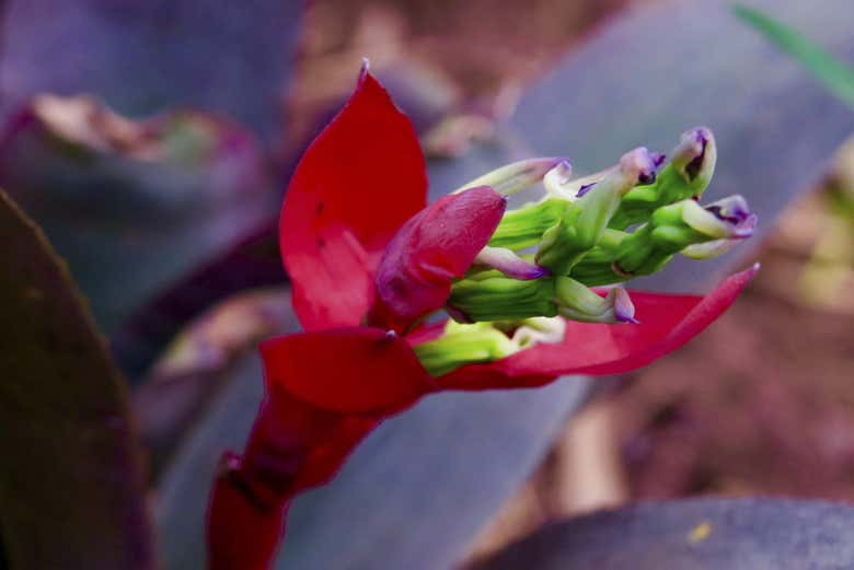 Jardín Anima
