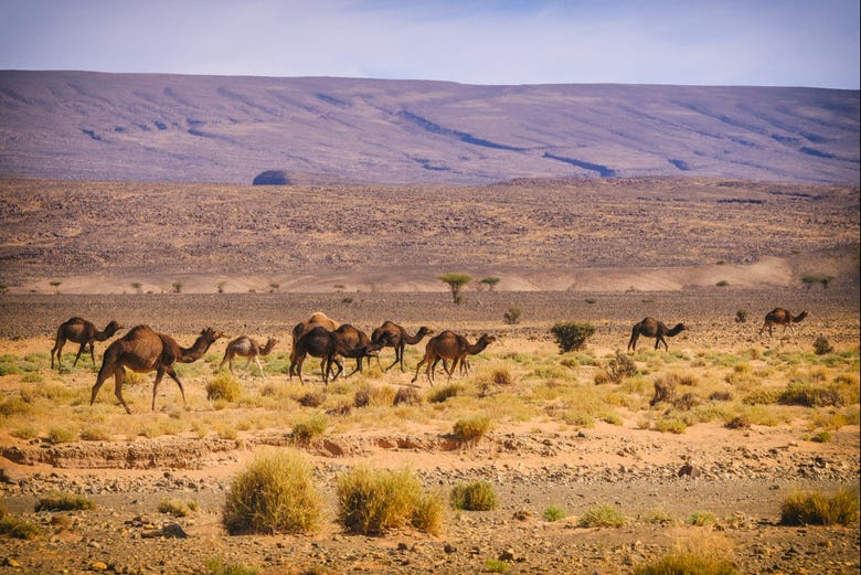 Manada de camellos