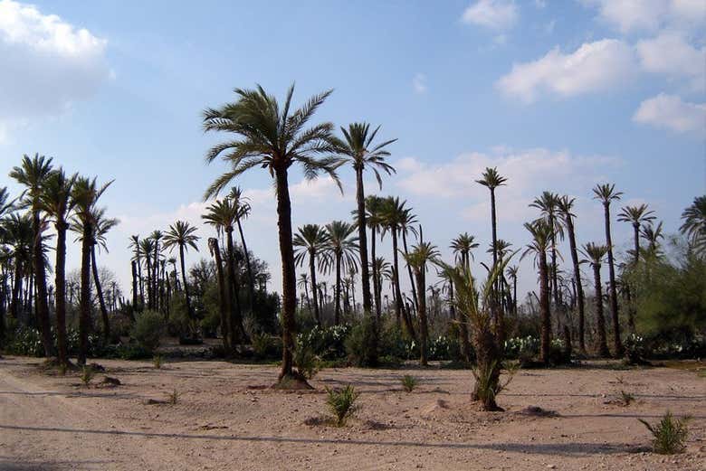Palmeral de Marrakech
