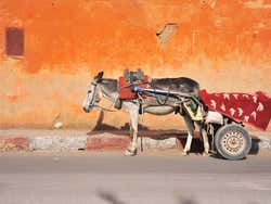 Burro triste y solitario