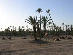 Recorriendo el palmeral en calesa