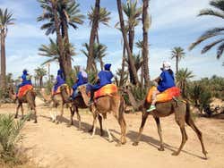 Camellos en el Palmeral de Marrakech