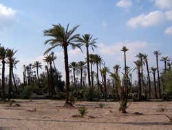 Palmeral de Marrakech