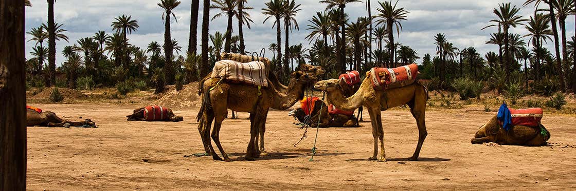 Montar en camello en Marrakech