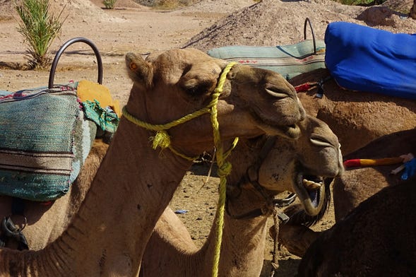 Paseo en camello por el palmeral