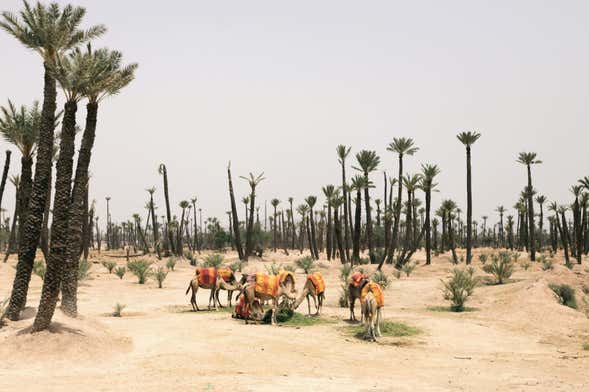 Tour en quad, paseo en camello y baño en hammam